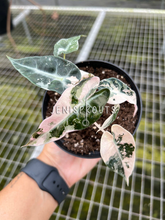 4" Alocasia Bambino Pink Variegated