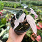 4" Alocasia Bambino Pink Variegated