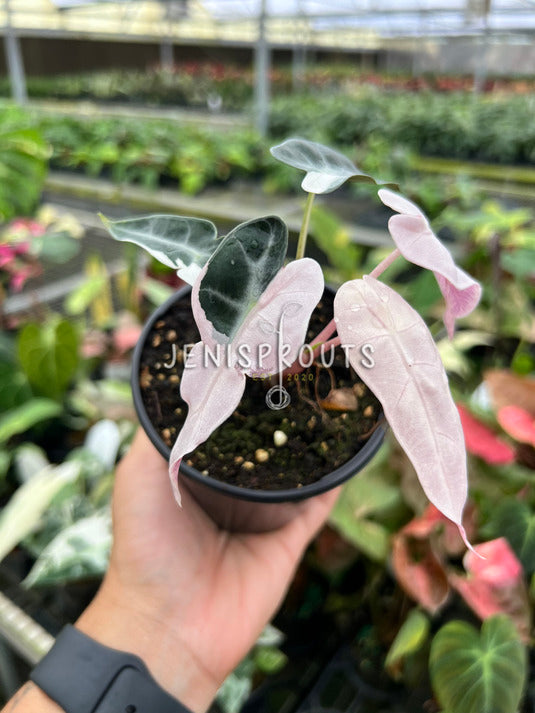 4" Alocasia Bambino Pink Variegated