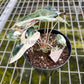 4" Alocasia Bambino Pink Variegated