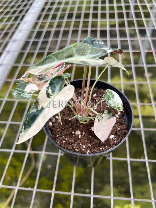 4" Alocasia Bambino Pink Variegated