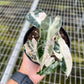 4" Alocasia Bambino Pink Variegated