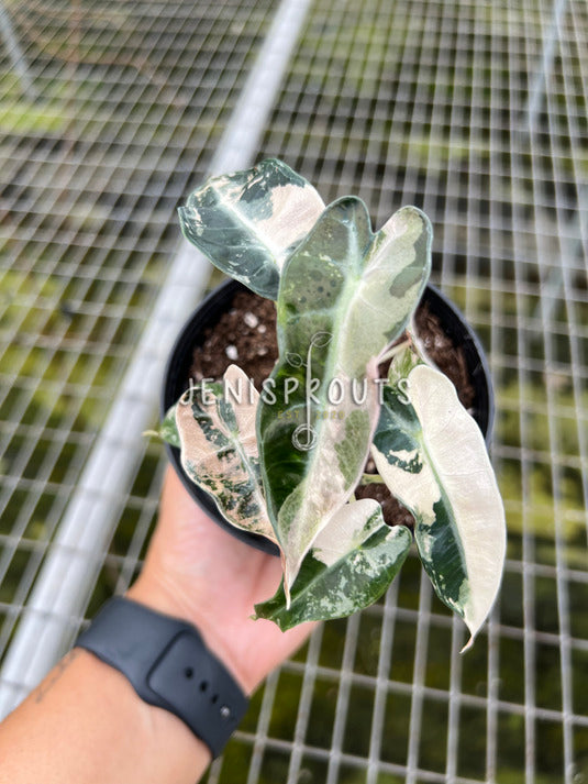 4" Alocasia Bambino Pink Variegated