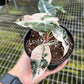 4" Alocasia Bambino Pink Variegated