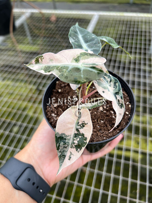 4" Alocasia Bambino Pink Variegated