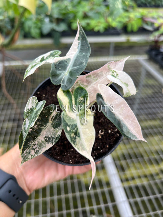 4" Alocasia Bambino Pink Variegated