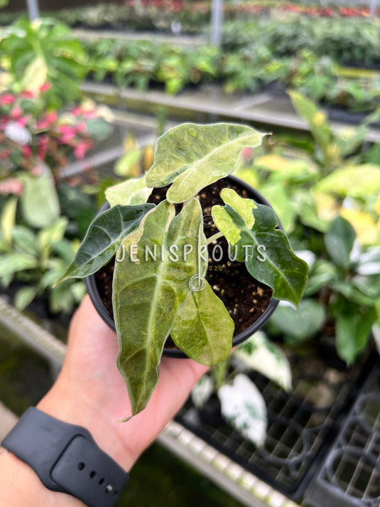 4" Alocasia Bambino Variegated