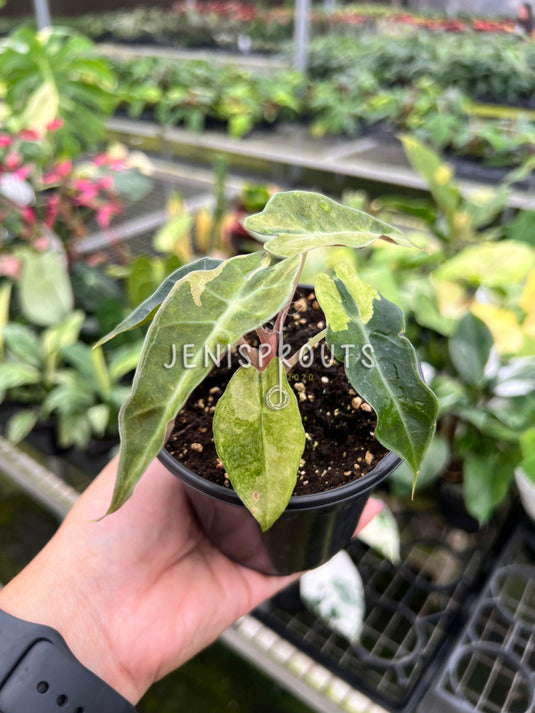 4" Alocasia Bambino Variegated