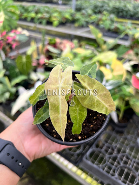 4" Alocasia Bambino Variegated