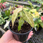 4" Alocasia Bambino Variegated