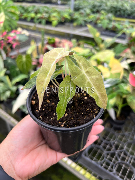 4" Alocasia Bambino Variegated