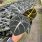 4" Alocasia Black Velvet