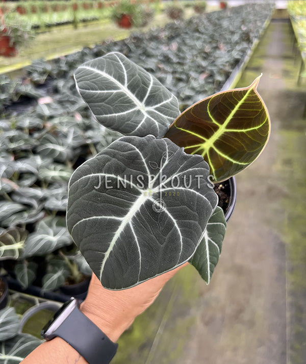 4" Alocasia Black Velvet