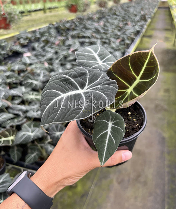 4" Alocasia Black Velvet