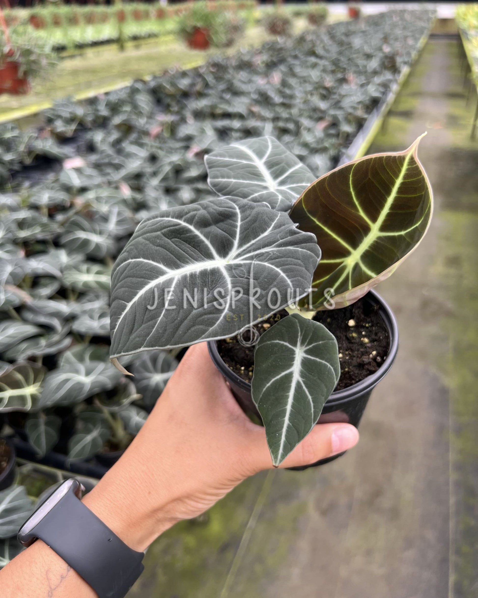 black leaf house plants Indoor Plants to Grow Your Collection – Jenisprouts