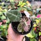 4" Alocasia Black Velvet Pink Variegated