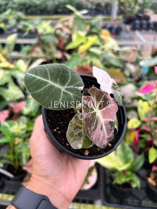 4" Alocasia Black Velvet Pink Variegated