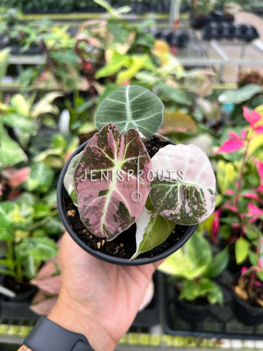 4" Alocasia Black Velvet Pink Variegated