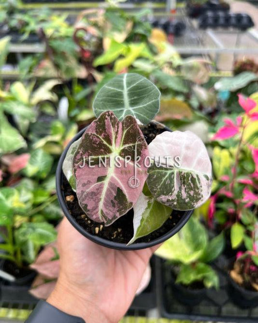 4" Alocasia Black Velvet Pink Variegated