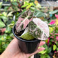 4" Alocasia Black Velvet Pink Variegated