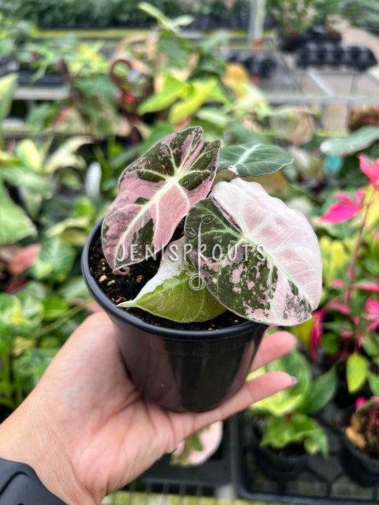 4" Alocasia Black Velvet Pink Variegated