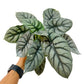 4" Alocasia Silver Dragon