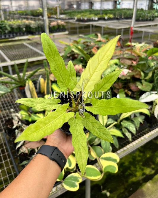 4" Alocasia Lauterbachiana Variegated