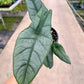 4" Alocasia Metallic Blue