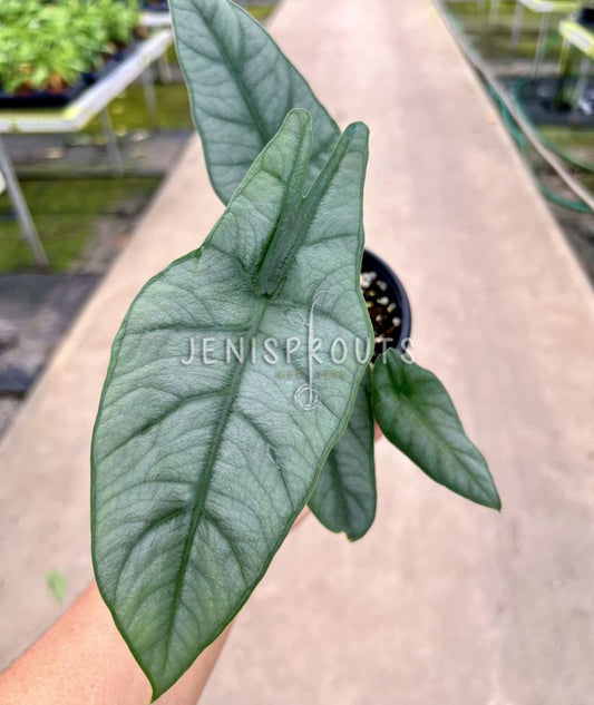 4" Alocasia Metallic Blue