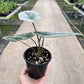 4" Alocasia Metallic Blue