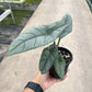 4" Alocasia Metallic Blue