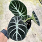 4" Alocasia Ninja