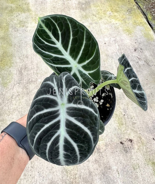 4" Alocasia Ninja