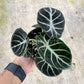 4" Alocasia Ninja