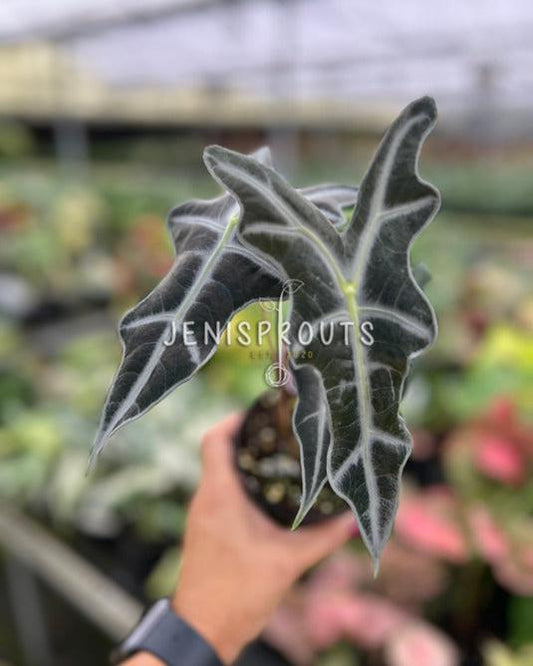 4" Alocasia Sanderiana Nobilis