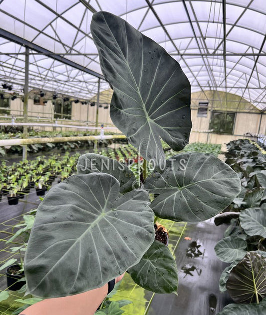 6" Alocasia Regal Shield