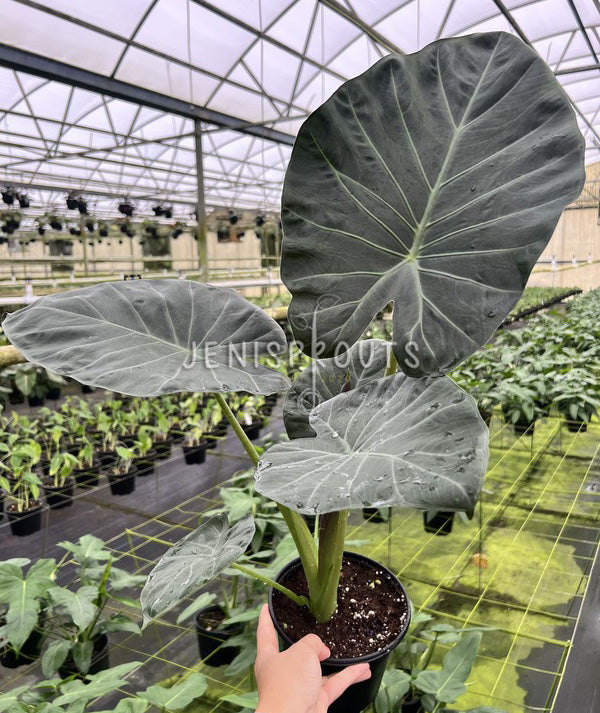 6" Alocasia Regal Shield