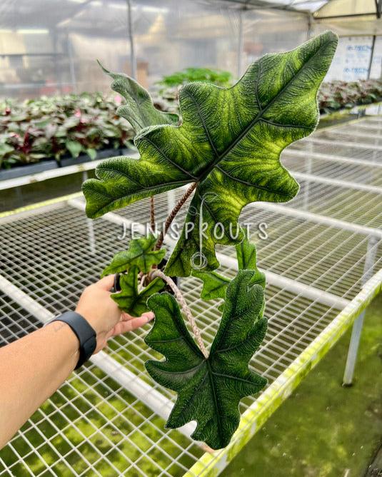 4" Alocasia Sulawesi 'Jacklyn' (Mature Leaves)