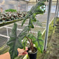 4" Alocasia Sulawesi 'Jacklyn' (Mature Leaves)