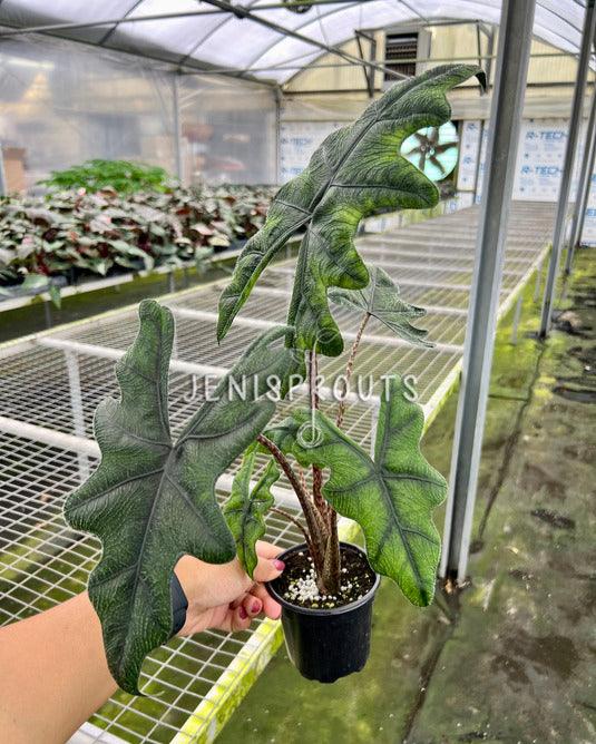 4" Alocasia Sulawesi 'Jacklyn' (Mature Leaves)