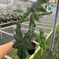 4" Alocasia Sulawesi 'Jacklyn' (Mature Leaves)