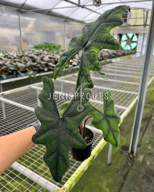 4" Alocasia Sulawesi 'Jacklyn' (Mature Leaves)