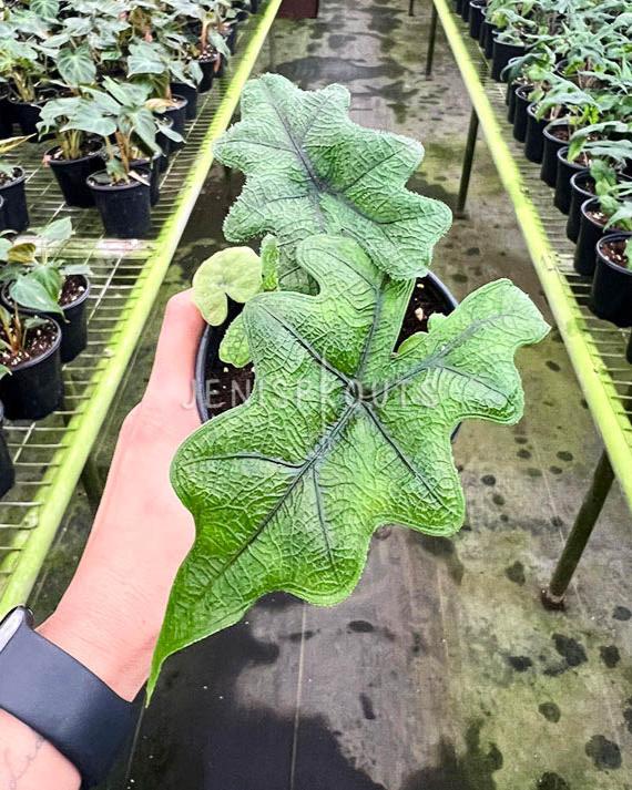 4" Alocasia Sulawesi 'Jacklyn'