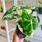 4" Alocasia Frydek Variegated