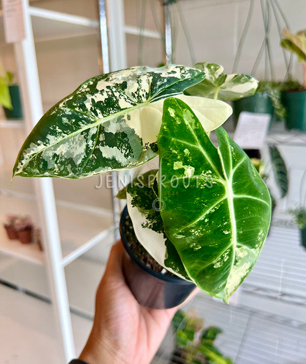 4" Alocasia Frydek Variegated