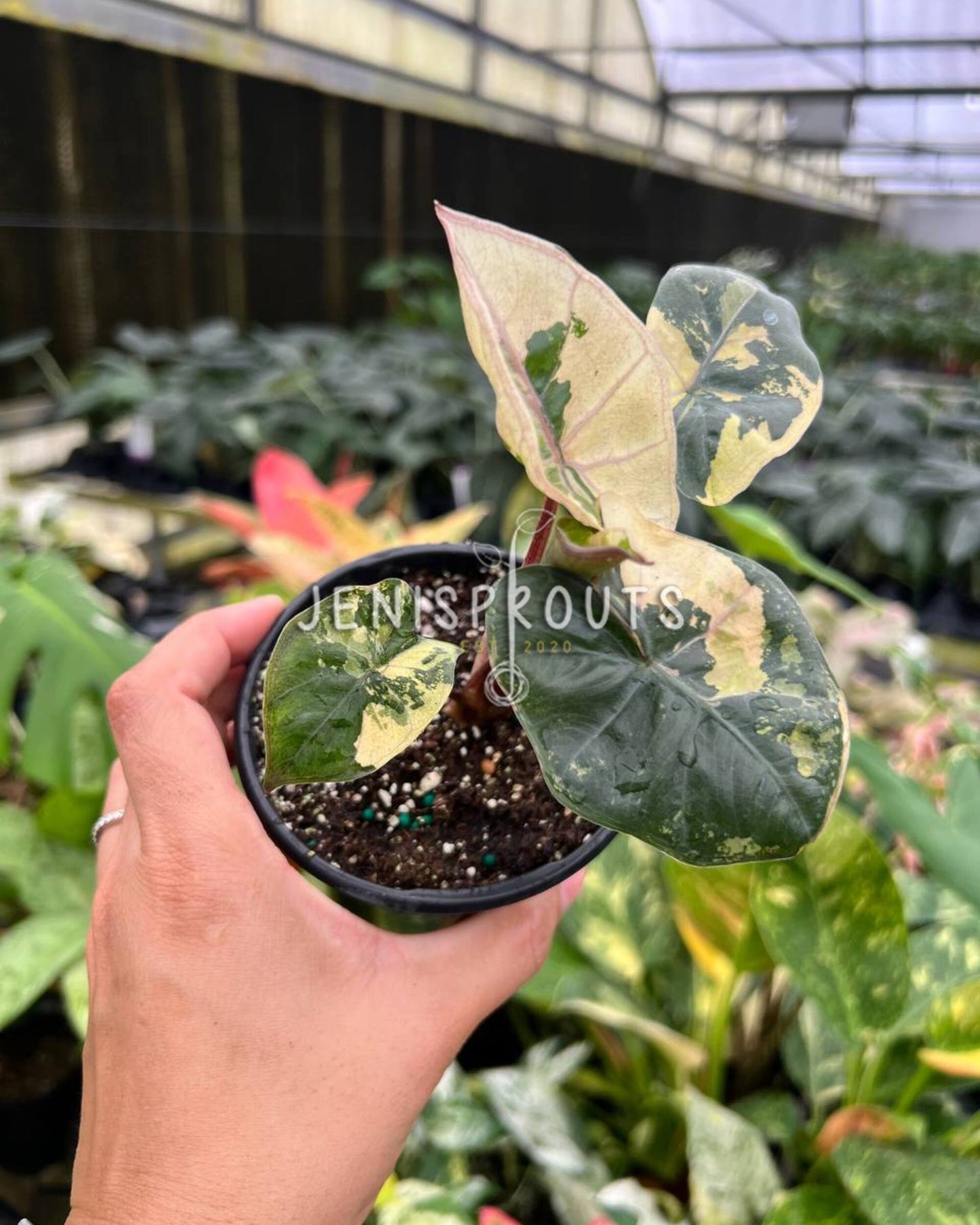 4" Alocasia Yucatan Princess