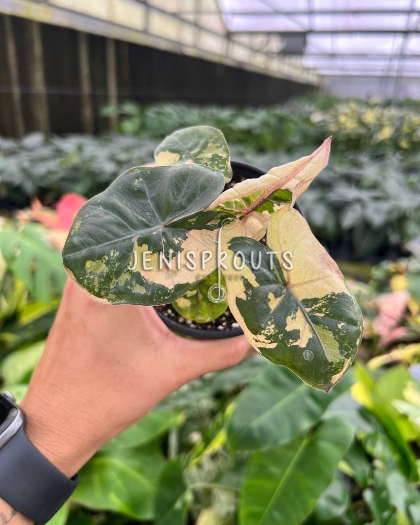 4" Alocasia Yucatan Princess