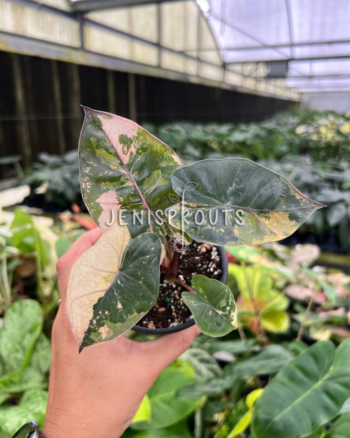 4" Alocasia Yucatan Princess