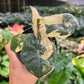 4" Alocasia Yucatan Princess