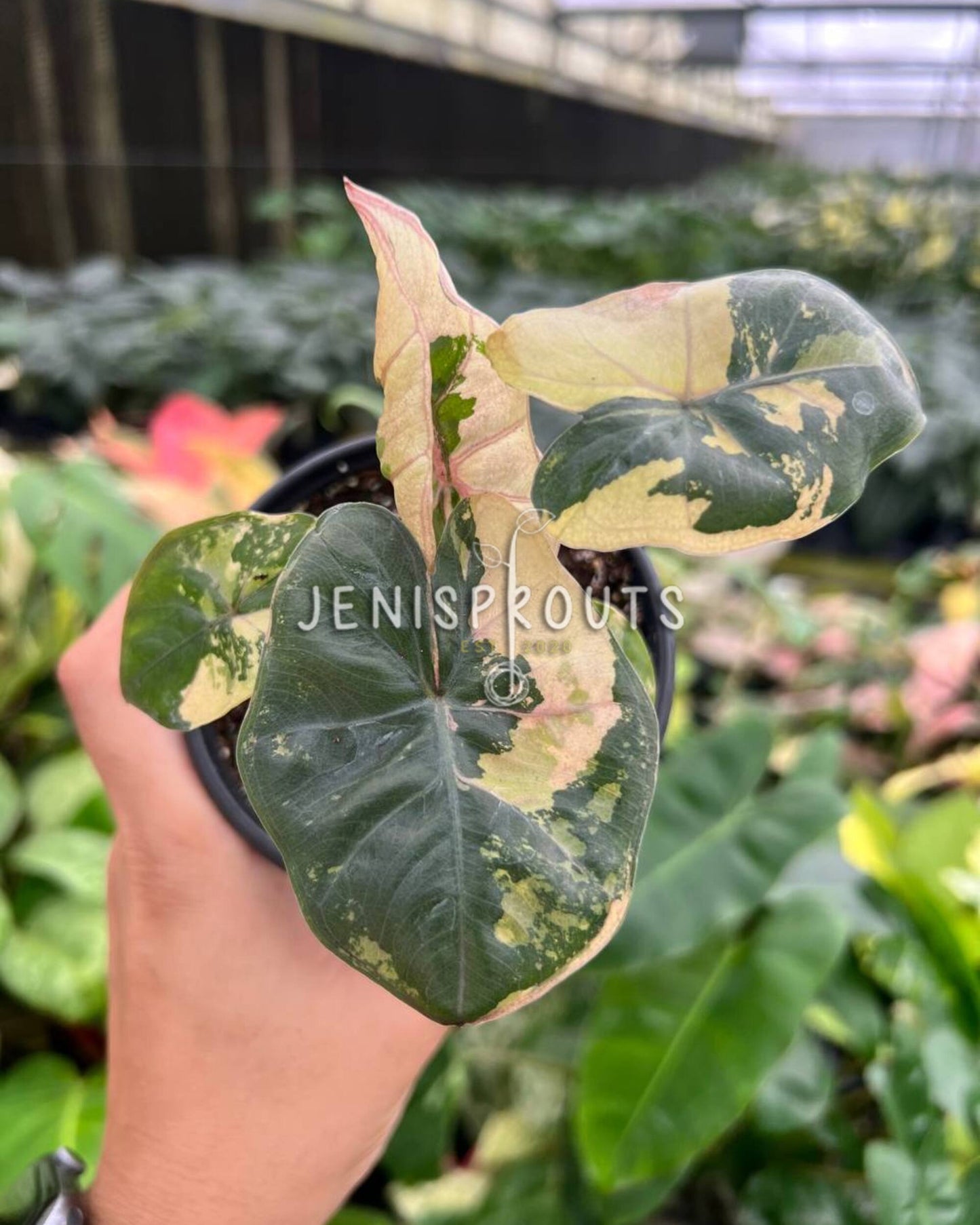 4" Alocasia Yucatan Princess